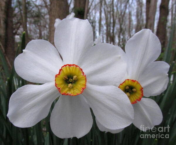 White Daffadills White Wildflowers Forest Flowers Forest Flora Woodland Flora Botanical Biodiversity Woodland Wildflowers Of North America Flowers And Trees Early Spring Flowers Early Bloomers White Blooms Poster featuring the photograph White Daffadills by Joshua Bales