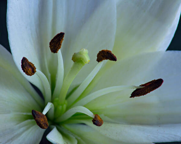 Botanical Poster featuring the photograph White Flower Macro by Diane Bell