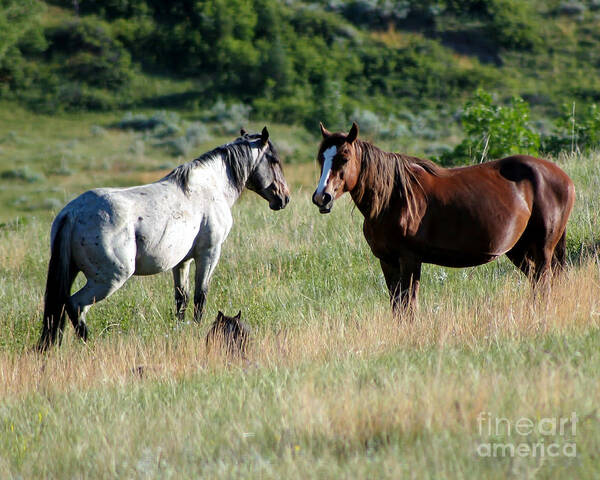 Animal Poster featuring the photograph Wild Horses in Medora by Sabrina L Ryan
