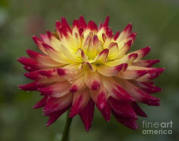 Flower Dahlia Magenta Red Yellow Single Wildcat Poster featuring the photograph Wildcat by Ann Jacobson