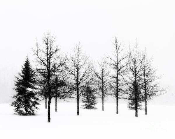 Black Poster featuring the photograph Winter's bareness II by Lori Dobbs