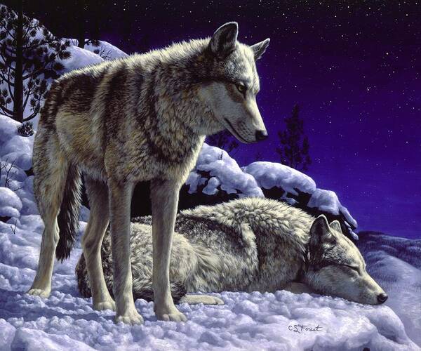 Wolf Poster featuring the painting Wolf Painting - Night Watch by Crista Forest