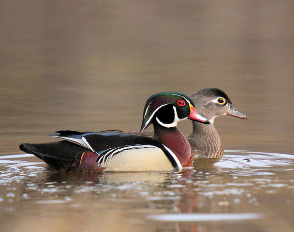 Wood Duck Poster featuring the photograph Wood Duck Pair by John Dart