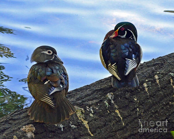 Wood Ducks Poster featuring the photograph Wood you love me forever by Robert Meanor