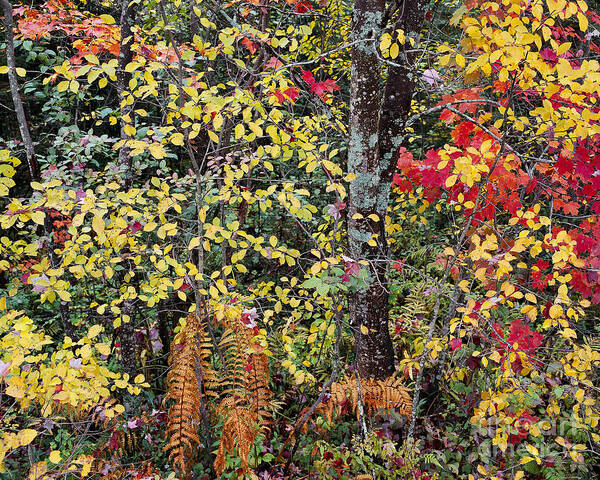 Fall.autumn Poster featuring the photograph Woodland Tapestry by Alan L Graham