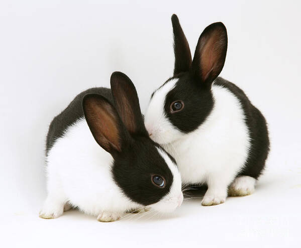 Black-and-white Dutch Rabbit Poster featuring the photograph Baby Black-and-white Dutch Rabbits #1 by Jane Burton