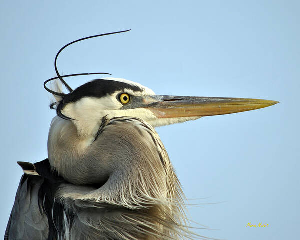 Bird Poster featuring the photograph Great Blue Heron #1 by Maria Nesbit