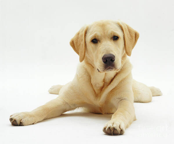 Studio Poster featuring the photograph Labrador X Golden Retriever Puppy #1 by Jane Burton