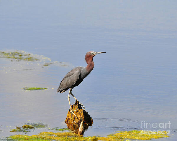 Heron Poster featuring the photograph Little Blue Heron #1 by Al Powell Photography USA
