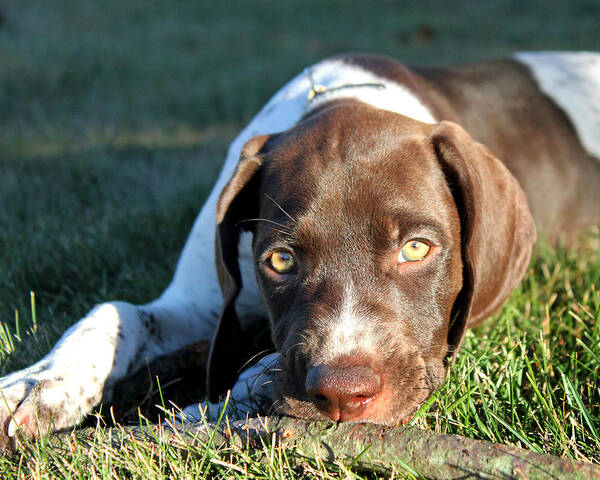 Puppy Poster featuring the photograph Puppy Eyes #1 by Brook Burling