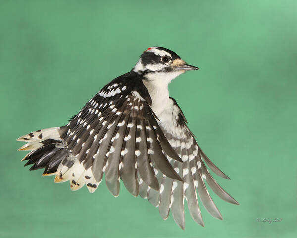 Nature Poster featuring the photograph Wing Flaps Down #1 by Gerry Sibell