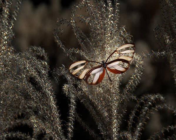 Butterfly Poster featuring the photograph 1963 by Peter Holme III