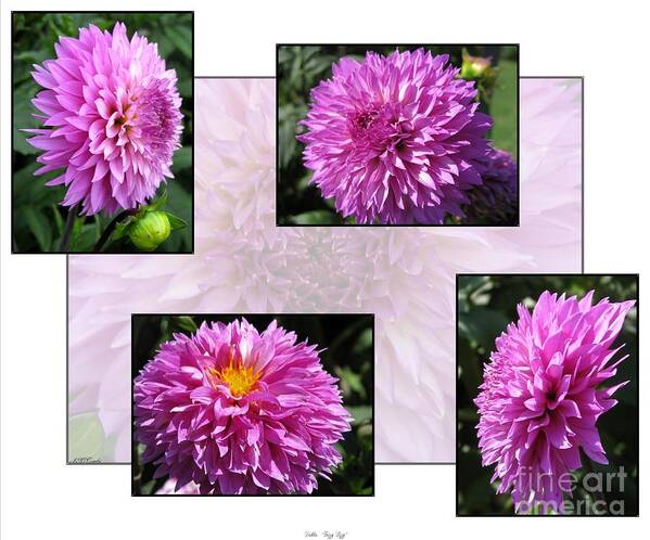 Dahlia Poster featuring the photograph Dahlia named Frizzy Lizzy #2 by J McCombie