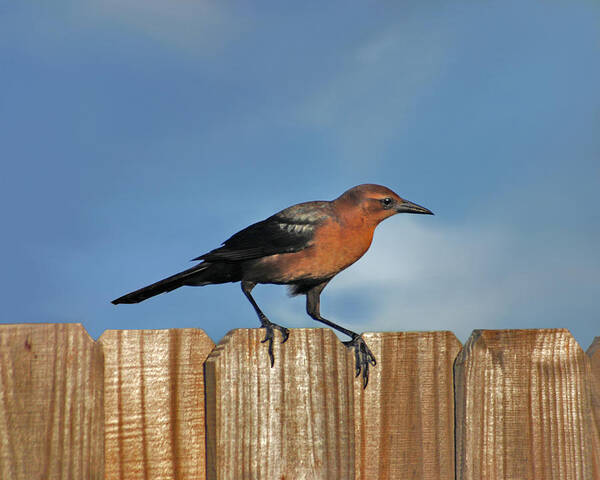Grackle Poster featuring the photograph 27- Grackle by Joseph Keane