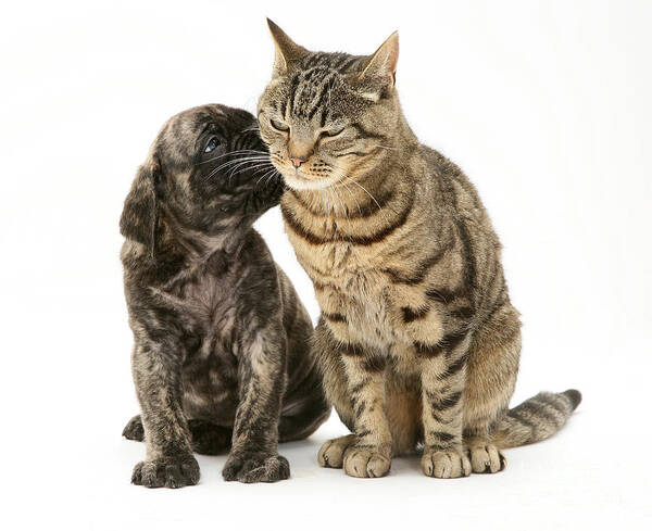 Animal Poster featuring the photograph Puppy And Cat #3 by Jane Burton