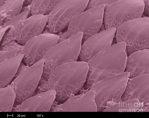 Sem Poster featuring the photograph Shark Skin, Sem #4 by Ted Kinsman