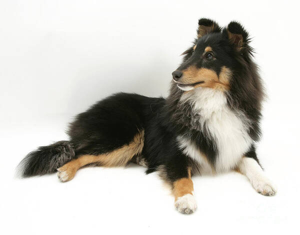 Animal Poster featuring the photograph Sheltie #8 by Jane Burton