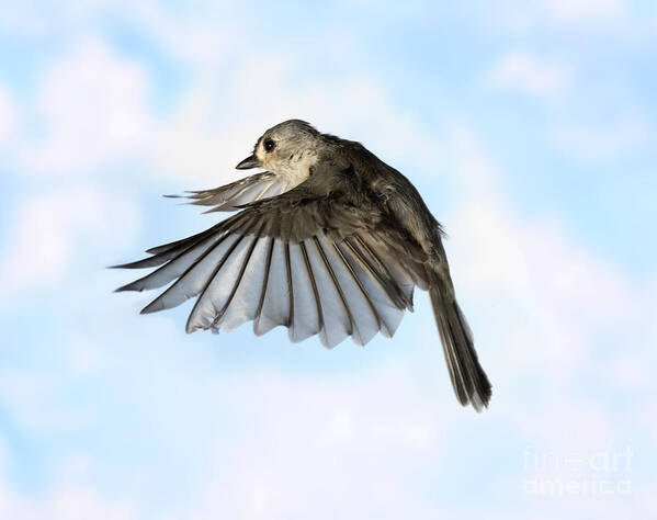 Songbirds Poster featuring the photograph Tufted Titmouse In Flight #9 by Ted Kinsman