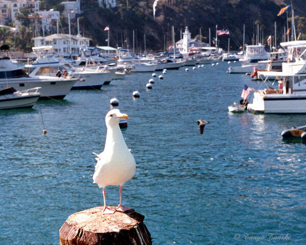 Seagull Sitting O(n Stump Poster featuring the photograph A Beautiful Day In The Neighborhood by Tanya Tanski