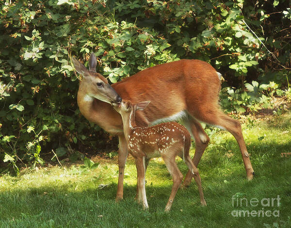 Deer Poster featuring the photograph A Mother's Love by Clare VanderVeen