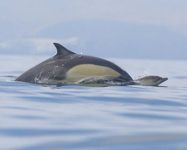 Dolphins Poster featuring the photograph A Watchful Mother by Steve Munch