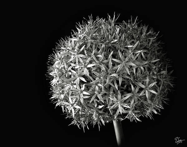 Flower Poster featuring the photograph Allium in Black and White by Endre Balogh