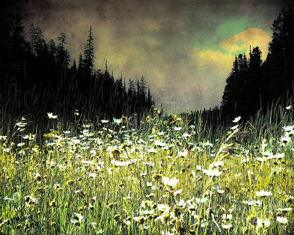 Arne J Hansen Poster featuring the photograph Alpine Meadow by Arne Hansen