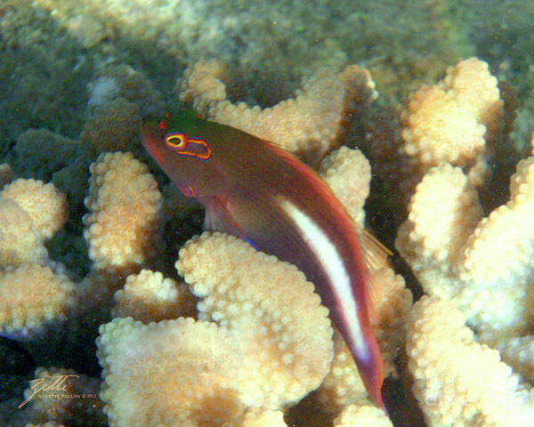 Fish Poster featuring the photograph Arc-eye Hawkfish by Suzette Kallen