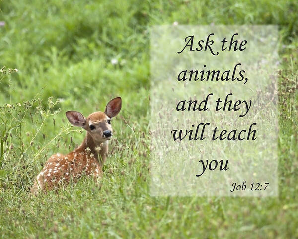 Fawn Poster featuring the photograph Ask the Animals by Jeannette Hunt