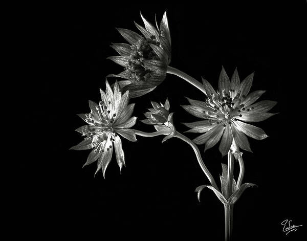 Flower Poster featuring the photograph Astrantia in Black and White by Endre Balogh