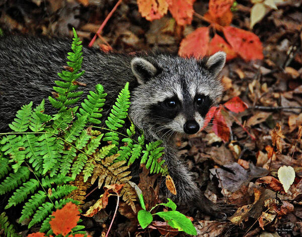 Nature Poster featuring the photograph Autumn Raccoon by Peg Runyan