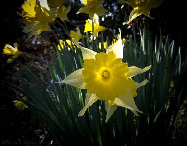 Victoria Ashley Photography Poster featuring the photograph Awakened by Victoria Ashley