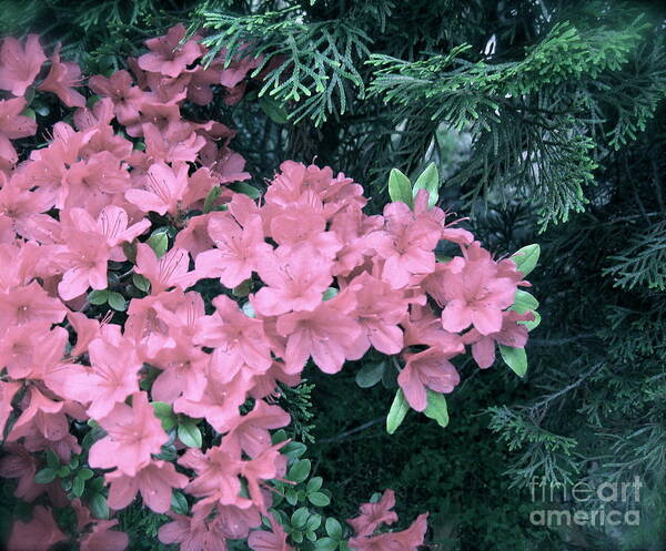 Azaleas Poster featuring the photograph Azaleas and Evergreens by Nancy Patterson