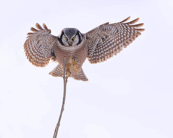 Northern Hawk-owl Poster featuring the photograph Balance by Tony Beck