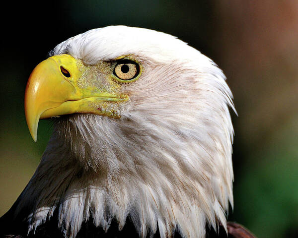 Bald Poster featuring the photograph Bald Eagle Close up by Bill Dodsworth
