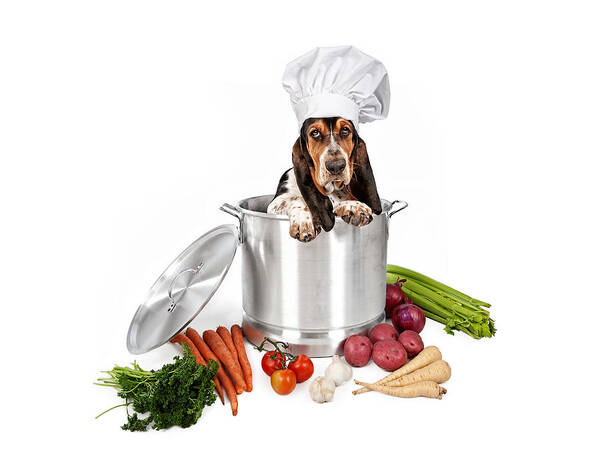 Dog Poster featuring the photograph Basset Hound Dog in Big Cooking Pot by Good Focused