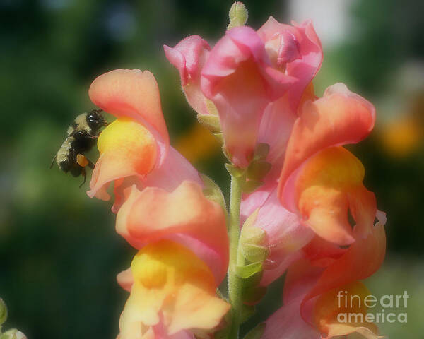 Bee Poster featuring the photograph Bumble Bee On Snapdragon #1 by Smilin Eyes Treasures