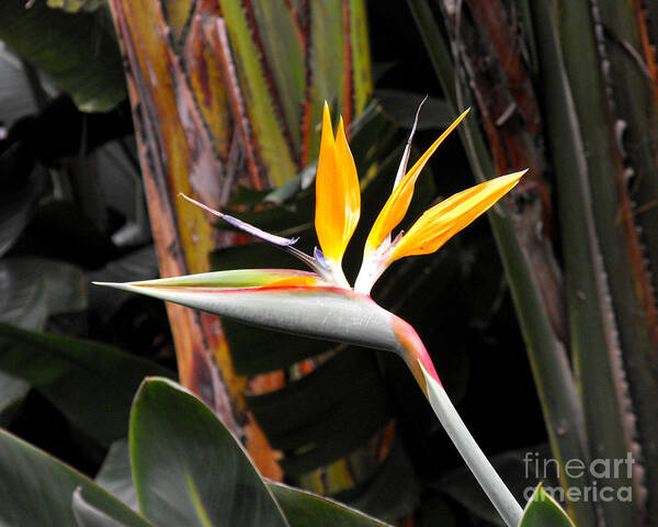 Bird Of Paradise Poster featuring the photograph Bird of Paradise by Rebecca Margraf