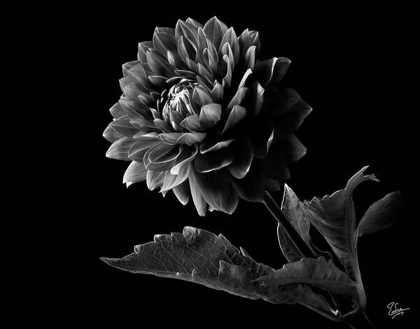 Flower Poster featuring the photograph Black Dahlia in Black and White by Endre Balogh