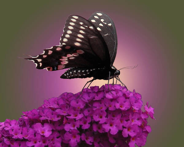 Faunagraphs Poster featuring the photograph Black Swallowtail 1 by Torie Tiffany
