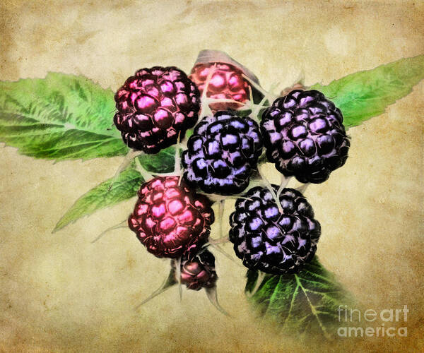 Blackberries Poster featuring the photograph Blackberries Portrait by Susan Isakson