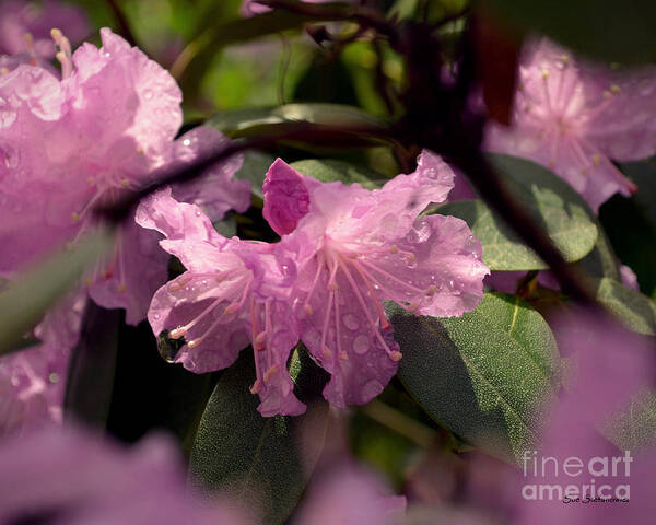 Color Photography Poster featuring the photograph Blossoming View by Sue Stefanowicz