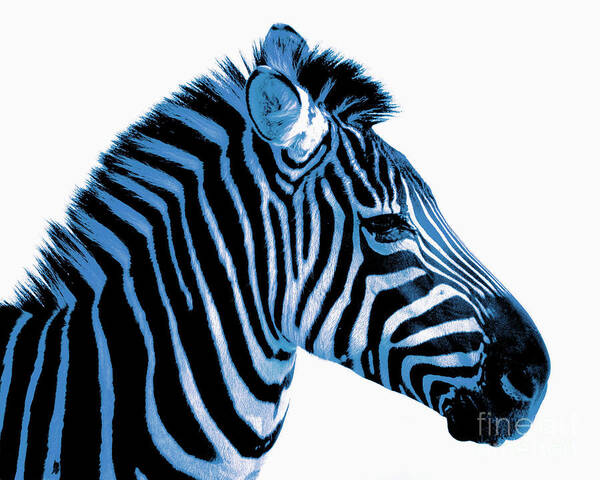 Blue Zebra Poster featuring the photograph Blue zebra art by Rebecca Margraf