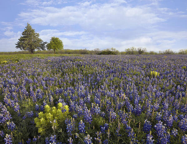 00442669 Poster featuring the photograph Bluebonnet And Lemon Paintbrush by Tim Fitzharris