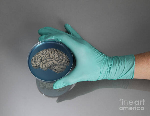 Agar Poster featuring the photograph Brain In A Petri Dish by Photo Researchers