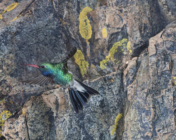 Broadbill Poster featuring the photograph Broadbill Hummingbird at my Rock. by Gregory Scott