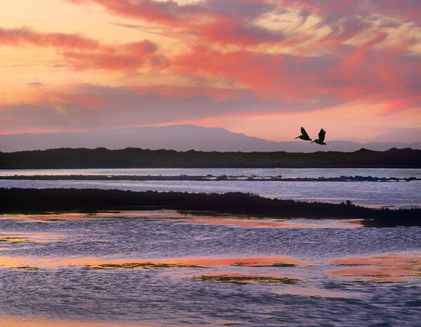 00176743 Poster featuring the photograph Brown Pelican Pair Flying At Moss by Tim Fitzharris