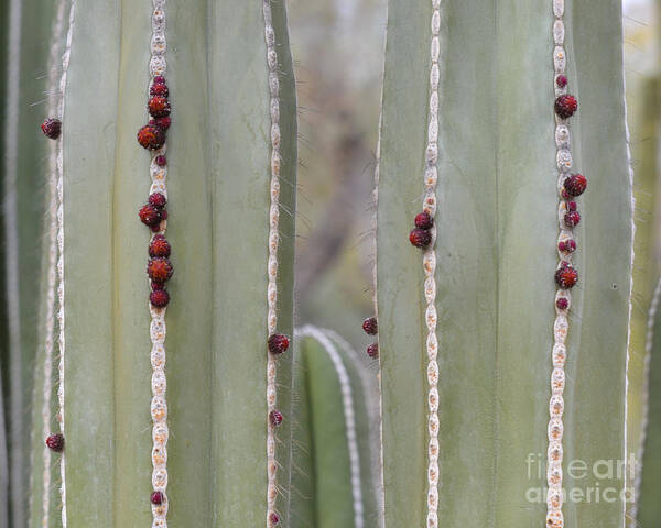 Cactus Poster featuring the photograph Cactus Buds by Rebecca Margraf