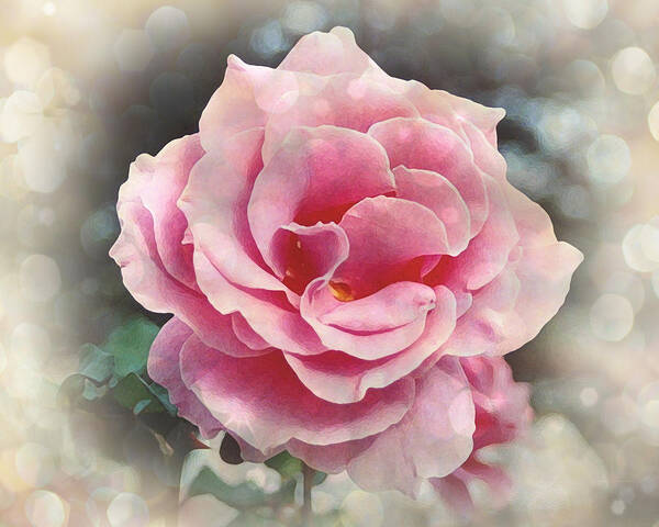Flower Poster featuring the photograph California Rose by Terry Eve Tanner