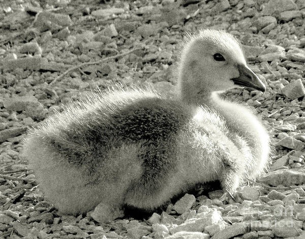 Canada Goose Poster featuring the photograph Canadian Gosling by Janeen Wassink Searles